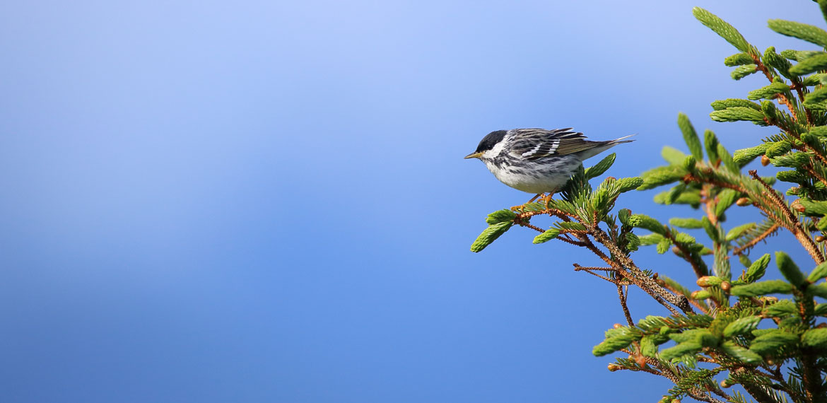 America's Flyways Traveling Exhibit